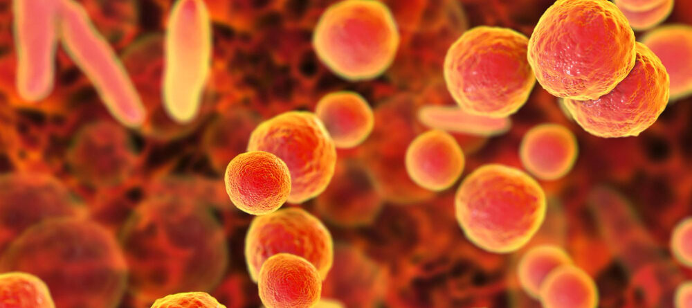 Alternativas rápidas para detectar contaminación por Mycoplasma
