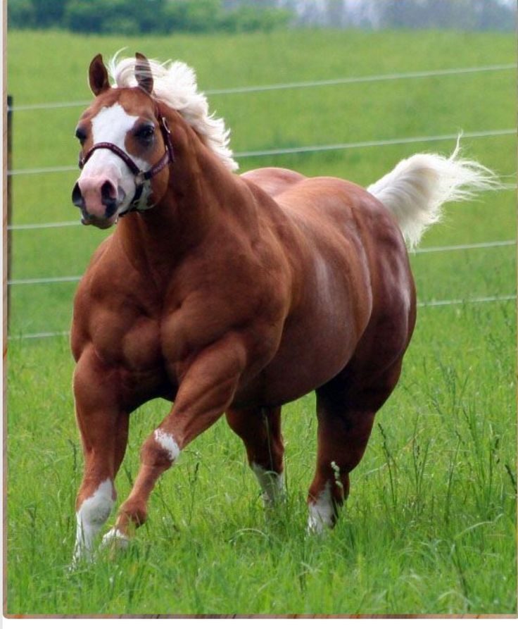 Caballo con marcada definición muscular por efecto anabólico del clembuterol