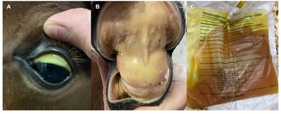 Ictericia en mucosas oral y conjuntival, y bilirrubinuria en un potro con piroplasmosis equina