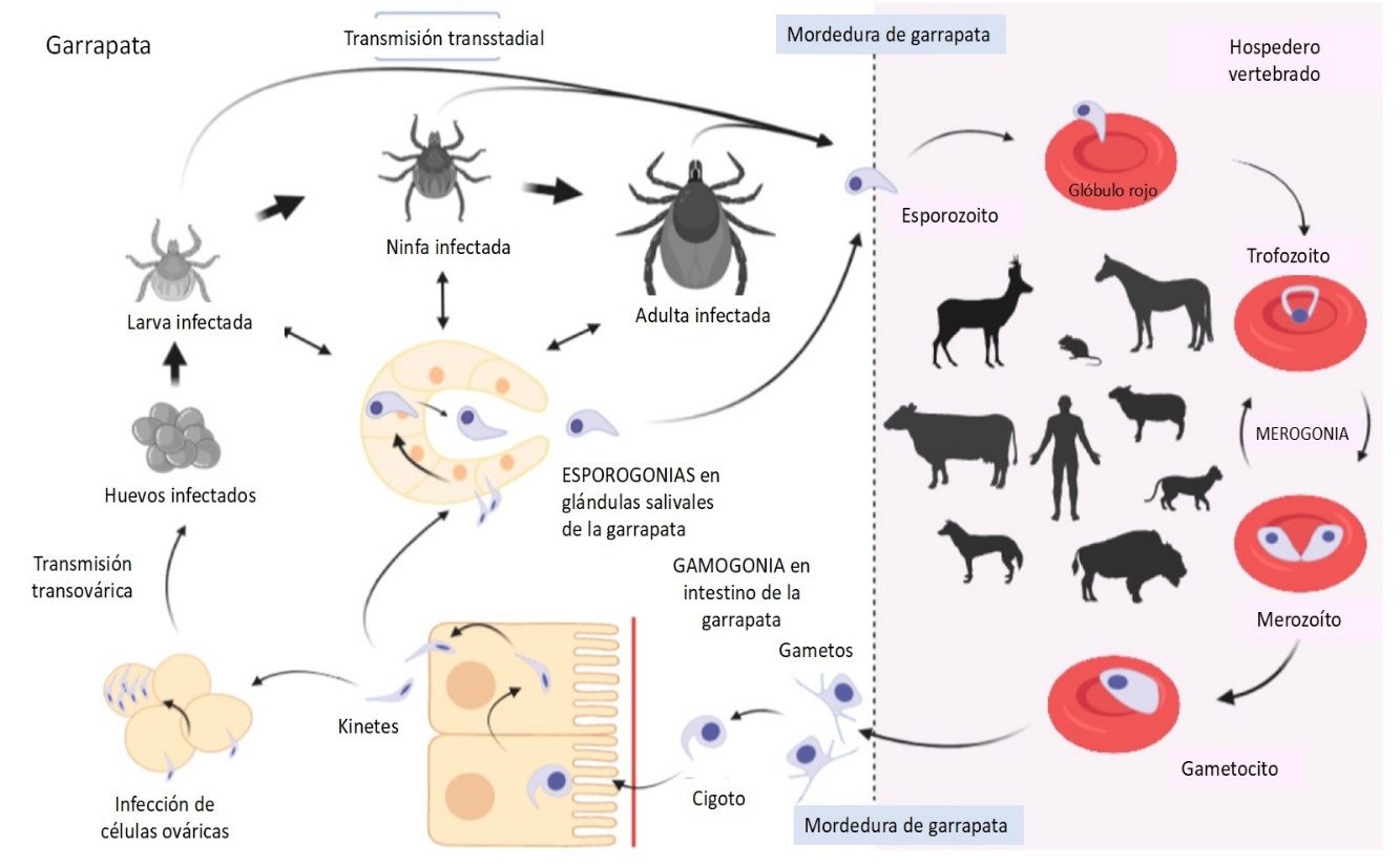 Ciclo de vida de Babesia spp. entre la garrapata vector y el hospedero vertebrado