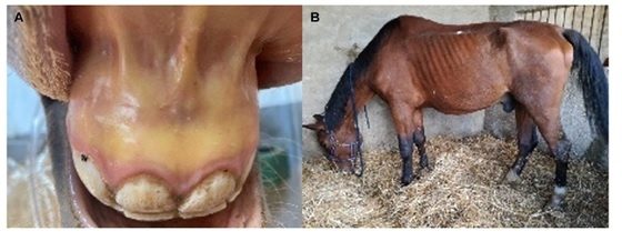 Signos clínicos en la forma aguda y crónica de piroplasmosis equina: ictericia en mucosa oral y pérdida de peso