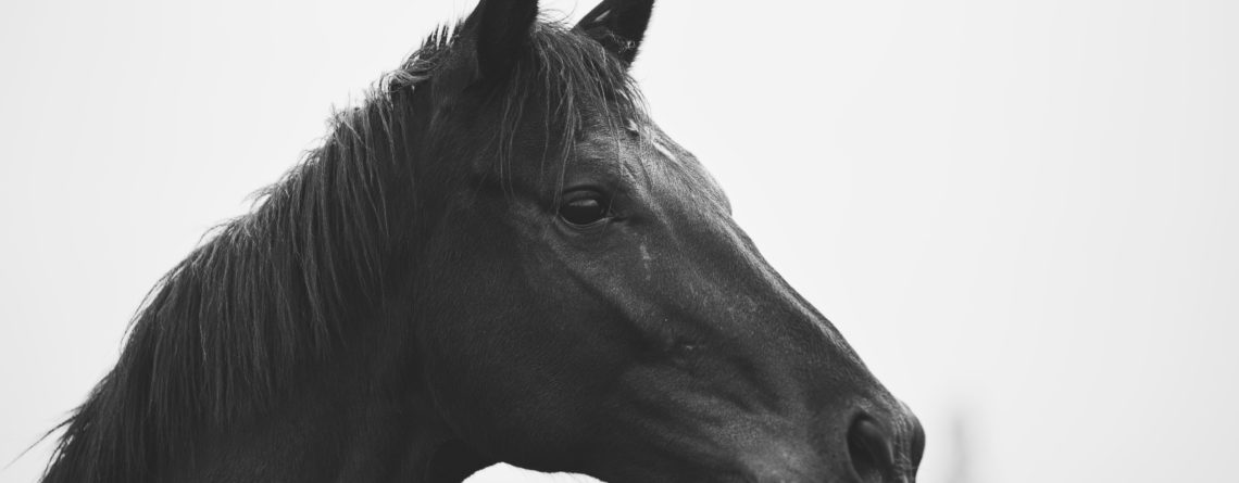 Caballo