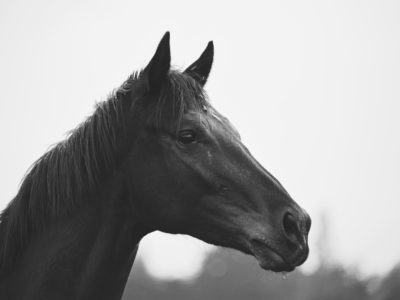 Caballo
