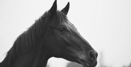 Caballo