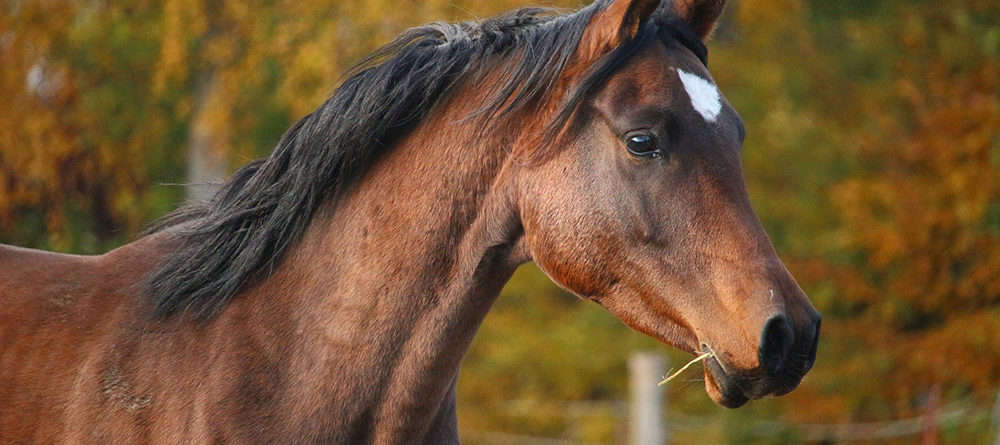 Caballo anemia 1