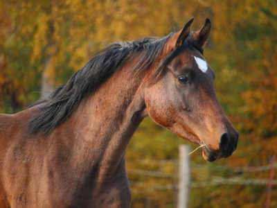 Caballo anemia 1