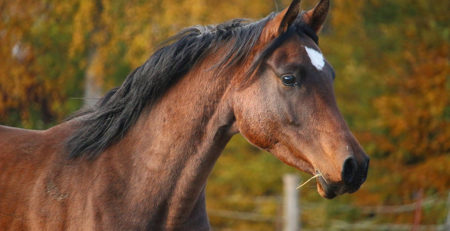 Caballo anemia 1